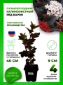 Пузыреплодник калинолистный Ред Барон