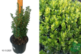 Самшит вечнозеленый (Buxus sempervirens) С3 х