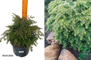 Tsuga canadensis Green Globe