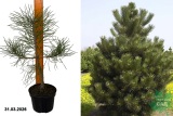Сосна черная (Pinus nigra) С3