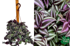 Традесканция