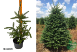 Пихта Фразера (Abies fraseri) С5