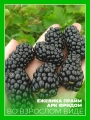 Ежевика Прайм Арк Фридом