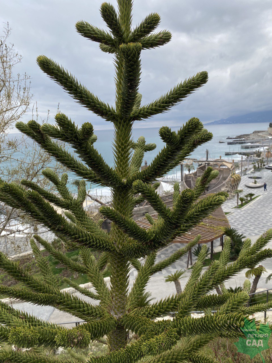 Араукария чилийская 2