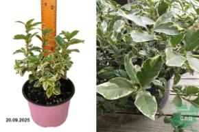 калина цапля