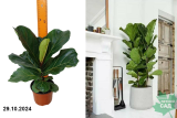 Фикус Лировидный (Ficus lyrata) Р17