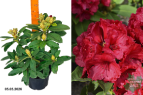 рододендрон ред джек