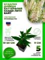 Буддлея Давида Баттерфляй Канди Литтл Вайт