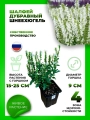 Шалфей дубравный Шнеехюгель
