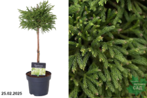 Криптомерия японская Литтл Чемпион о