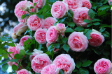 Роза плетистая Пьер де Ронсар (Rosa Climber Pierre de Ronsard) ОКС