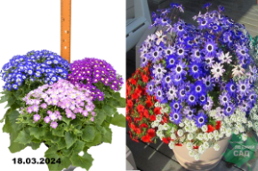 Цинерария микс С2