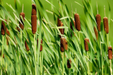 Рогоз грациозный (Typha gracilis) С5