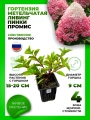 Гортензия метельчатая Ливинг Пинки Промис