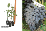 Виноград Атос (Бонд) (Vitis) Р8