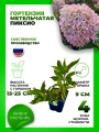 Гортензия метельчатая Пиксио