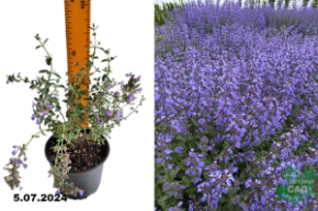 Котовник Фассена Пурсиан Блю (Nepeta fasseni Purrsian Blue) С1,5+