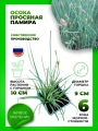 Осока просяная Памира