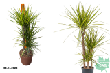 Драцена Санрайз (Dracaena Sunray) Р21