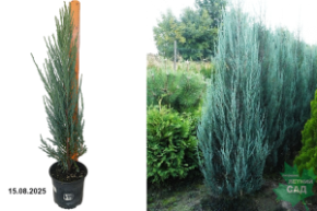 можжевельник блю эрроу