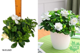 Гардения жасминовидная (Gardenia Jasminoides) Р13
