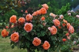 Роза английская Леди Эмма Гамильтон (Rose еnglish Lady Emma Hamilton) ОКС