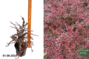 Барбарис Тунберга Оранж Дрим