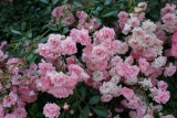 Роза полиантовая Зе Фэйри (Rosa Polyantha The Fairy) ОКС