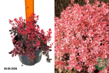 Барбарис Тунберга Инспирейшн (Berberis Thunbergii Inspiration) С3 лс