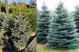 Ель колючая Глаука (Picea pungens glauca) 120-150 ком
