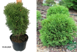 Туя западная Тайни Тим (Thuja occidentalis Tiny Tim) С3 э