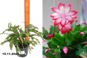 шлюмбергера