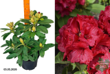 Рододендрон гибридный Ред Джек (Rhododendron Red Jack) С3