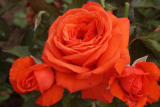 Роза плетистая Салита (Rosa Climber Salita) С6