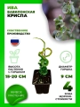 Ива вавилонская Криспа