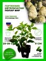 Гортензия метельчатая Полар Бир