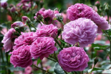 Роза шраб Блю Бой (Rosa Shrub Blue Boy) ОКС
