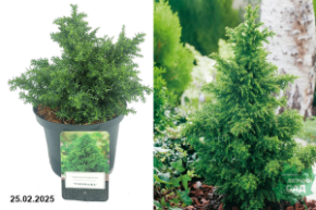 Cryptomeria japonica Yokoha