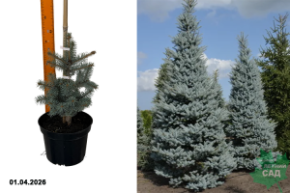 эдит 5