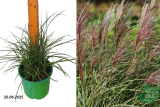 Мискантус китайский Кратер (Miscanthus sinensis Krater) С2
