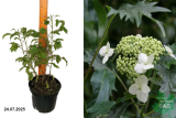 Гортензия древовидная Эмеральд Лейс (Hydrangea arborescens Emerald Lace) С3 лс