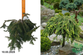 Picea abies Formanek1