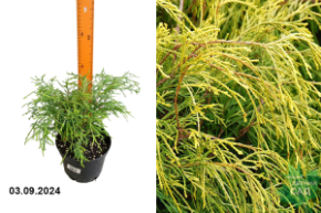 Кипарисовик горохоплодный Голден Моп