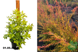 Спирея сливолистная Голдфайер (Spiraea prunifolia Goldfire) С5