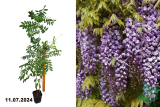 Глициния обильноцветущая Виолацеа Плена (Wisteria floribunda Violacea Plena) С3