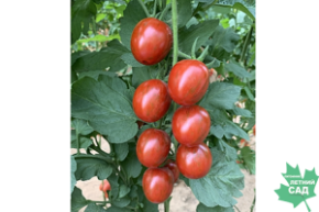 Томат Бэйби Тайгер Р9