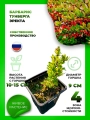 Барбарис Тунберга Эректа