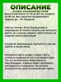 Осока пальмолистная