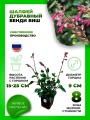 Шалфей гибридный Венди Виш