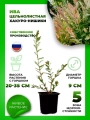 Ива цельнолистная Хакуро-Нишики